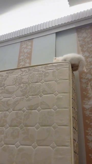 Ловкач