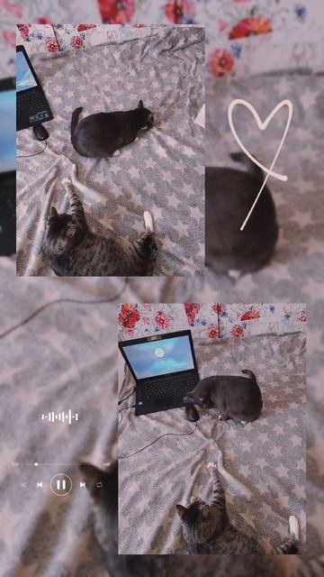 Киса и Пуся 😺
