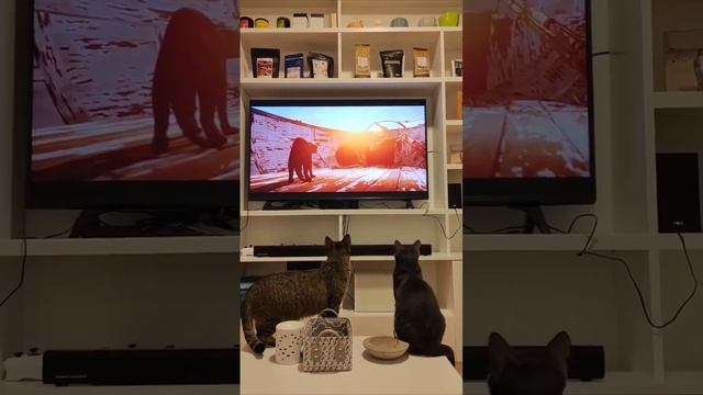 коты смотрят оскароносный мульт Плот