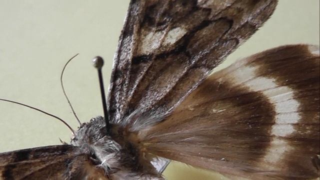 ИЗ МИРА: 140. Catocala lara (орденская лента липовая)