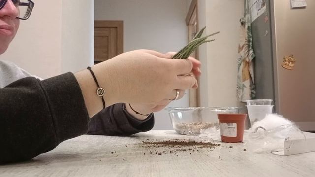 100 дней пересадки: крестовник стапелиевидный