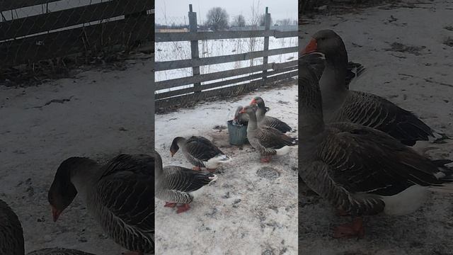 Гуси 🪿 у вёдра с водой. Рыжий кот Фокс🐱