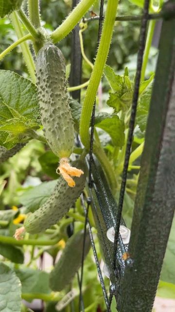 КАК СПРАВИТЬСЯ С БЕЛОКРЫЛКОЙ #природабудущего