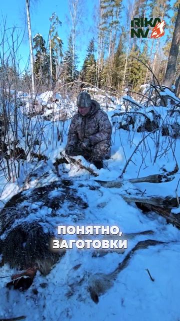 Волк не санитар леса! Жестокий хищник убивает ради забавы #волк #hunting