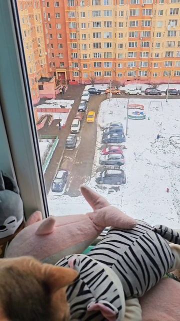 Каждый март одно и тоже #снег #кот