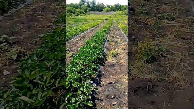 Спеет клубника, сбор 08.06.2017