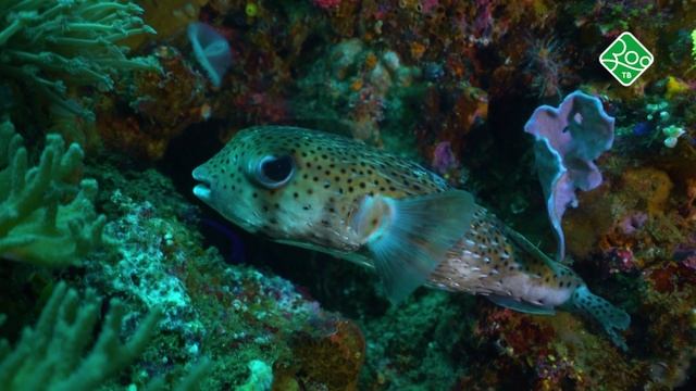 Водный мир Комодо. Анонс. Канал ЗОО ТВ