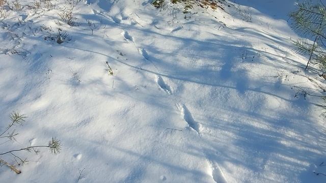 В лесу