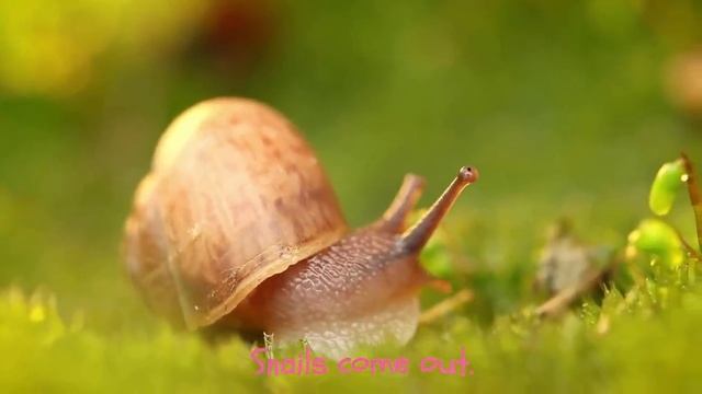What happens in spring?