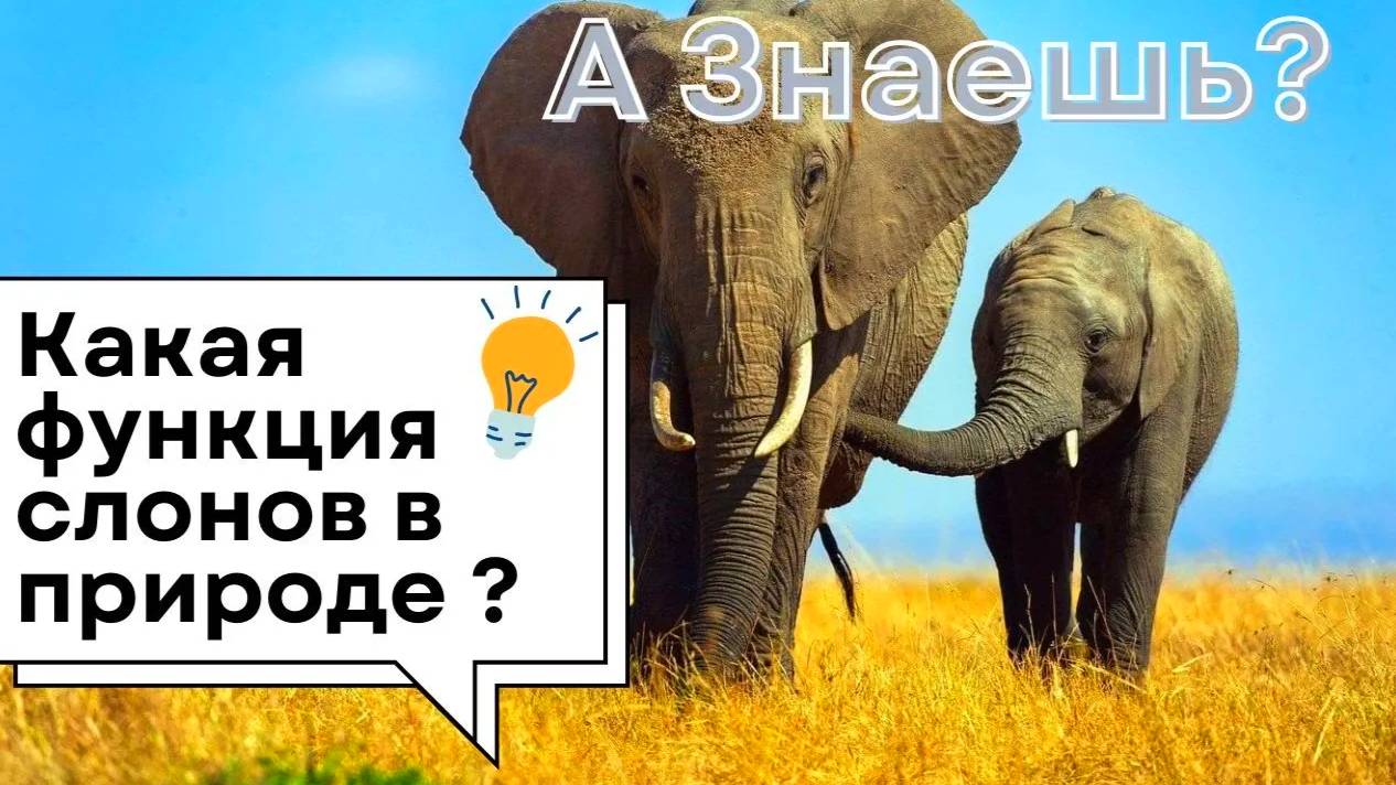 Слоны — хранители природы! Их роль вас удивит!