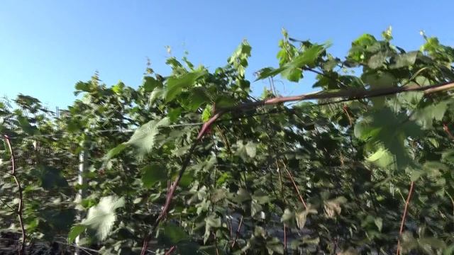 Саженцы винограда 1го года жизни 2024г