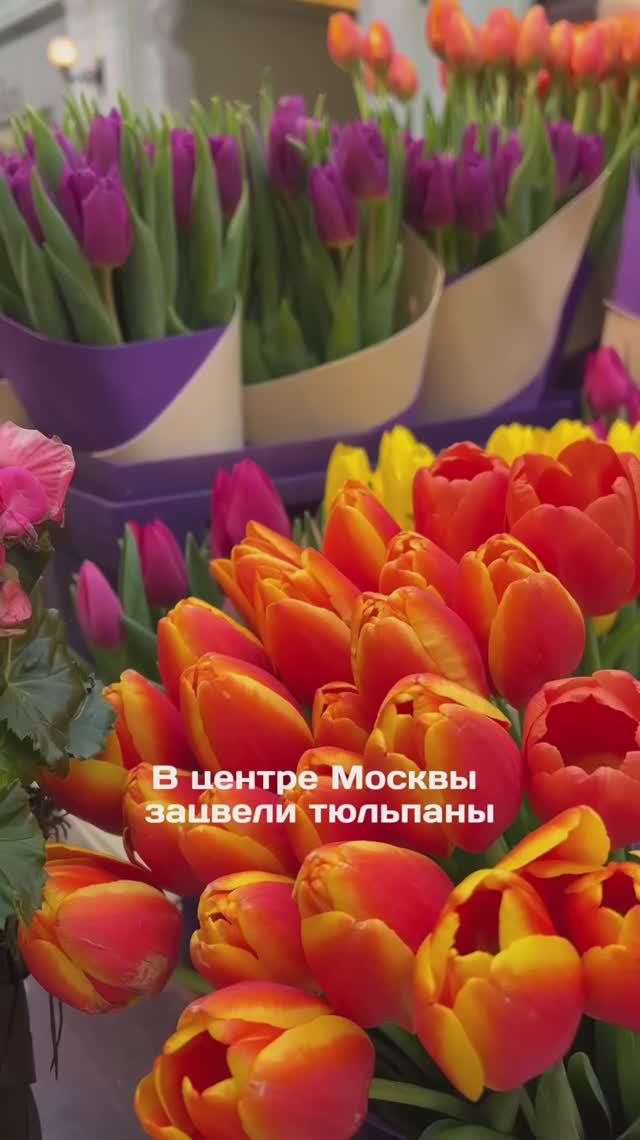 В центре Москвы зацвели тюльпаны!