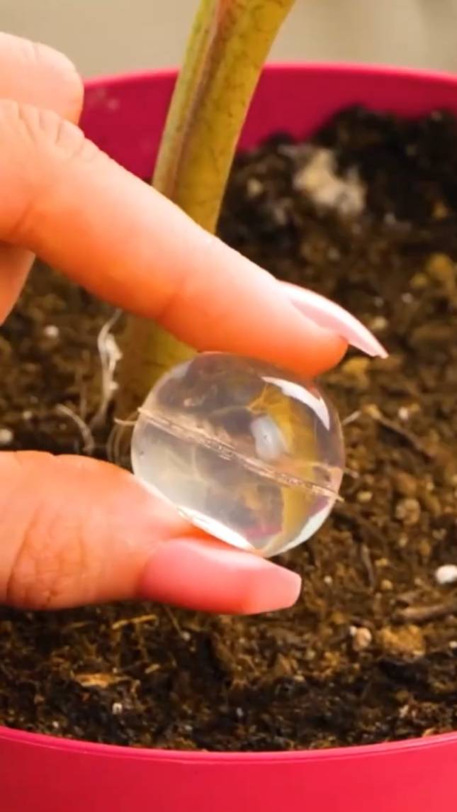 🌿Простые приемы для ухода за растениями! #shorts #garden #советы