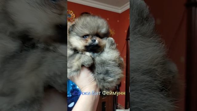 Сэнжи Вит Феймунн (Фея)mp4