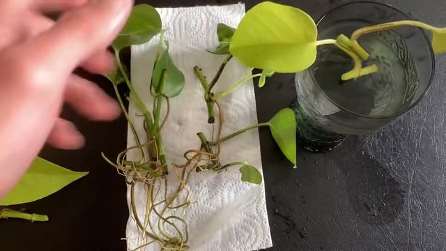 COMMENT FAIRE DES BOUTURES DE POTHOS ?