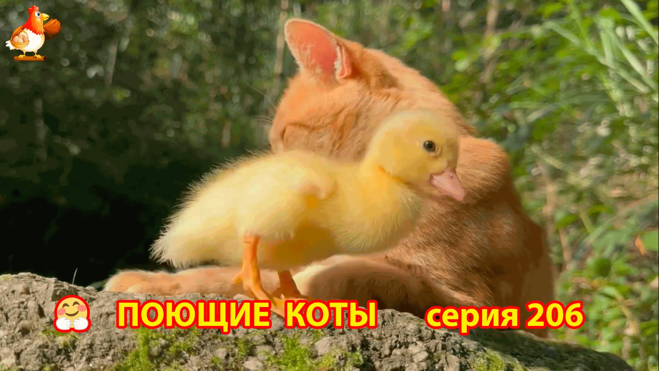 Крутые коты у птичьего двора серия (206) 🐈🐈😹 Природа Абхазии и подворье с птицами и животными ❣