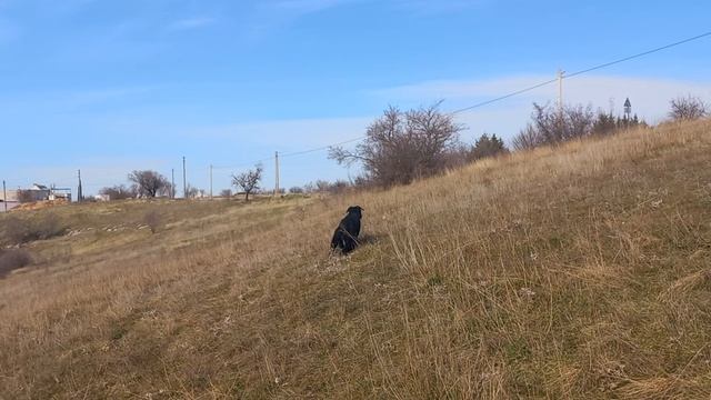 Роман-Кош. Пуля, Цирцея в действии. Балка Бермана. дочь Роман-Кош Урсола и Флорис. 13.02.23