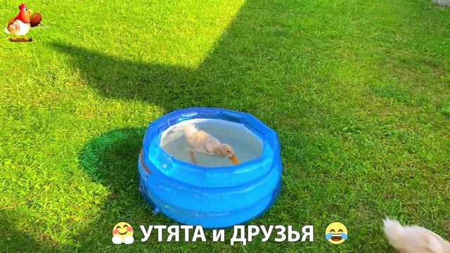 Утята с друзьями – мир нежных эмоций 🤗 эпизод (44)