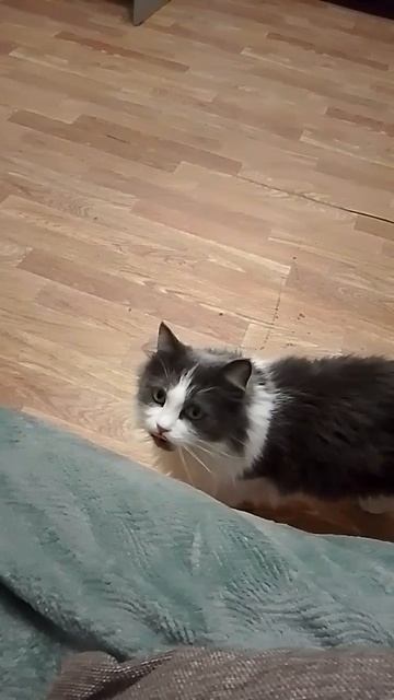 Барселка, прыгай 🐱🐱🐱