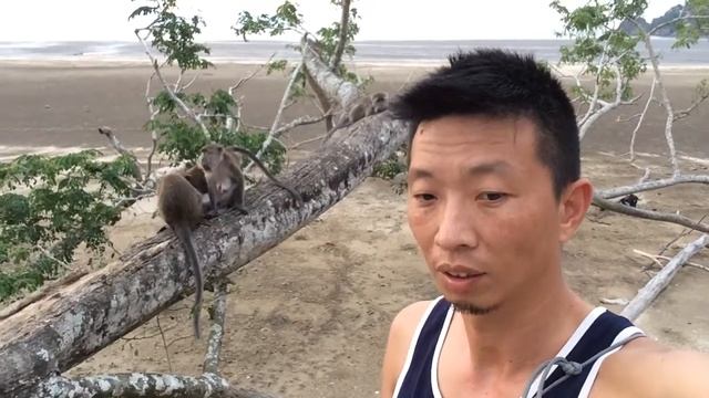熱血阿傑，Bako巴哥國家公園海邊的獼猴