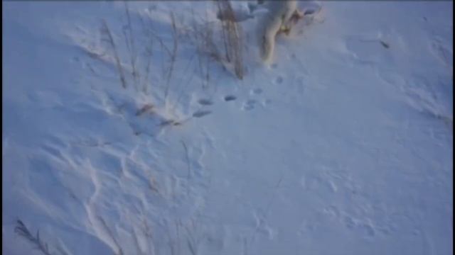 Лисицу-альбиноса заметили возле озера в Хабаровском крае