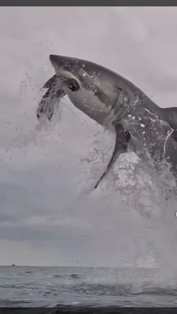 Shark eats bird 😱😱