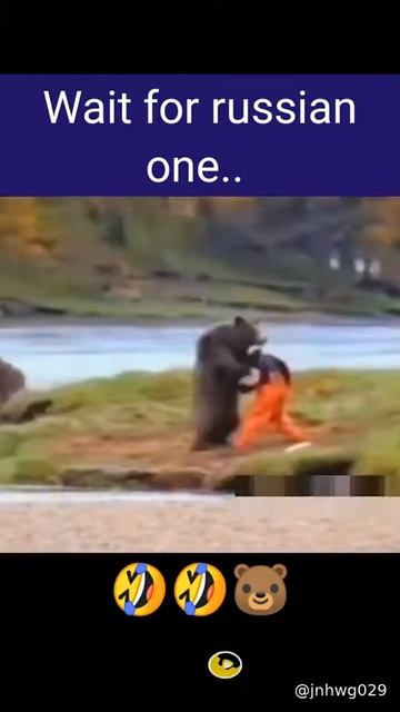 bear funny videos