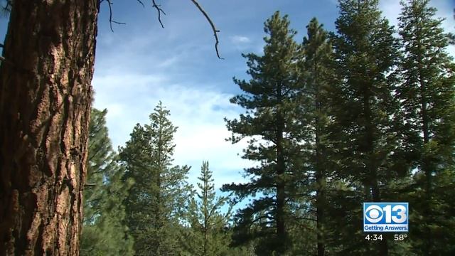 USFS working on new imitative to fight wildfires by clearing dead and diseased trees