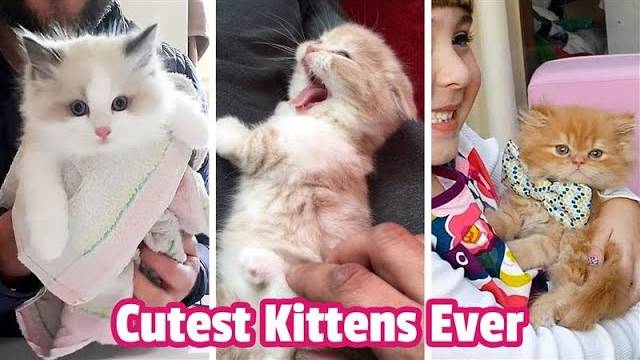 Самые милые котята НА СВЕТЕ! Подборка видео с очаровательными и забавными котятами
