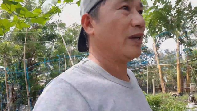 Tips how to Plant Malunggay ( Moringa )