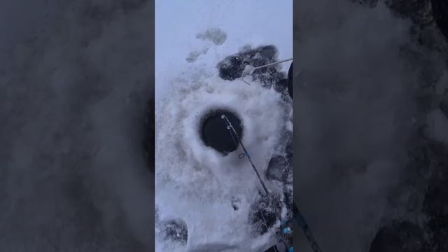 Еще один трофей этой зимы