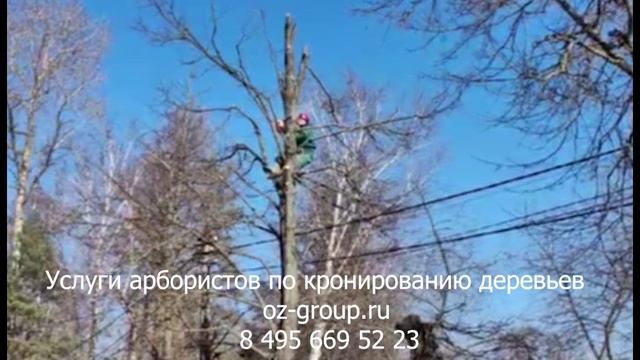 Услуги арбористов по кронированию деревьев на даче. Выезд на работы по Москве и области. Звоните!
