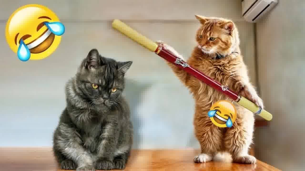 Ты смеешься, ты проигрываешь😽😿Самые смешные собаки и кошки 2025🐶🐱