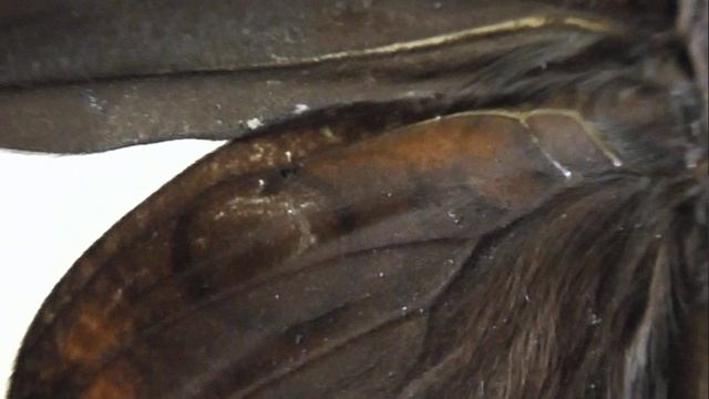 ИЗ МИРА: 141. Opsiphanes cassina