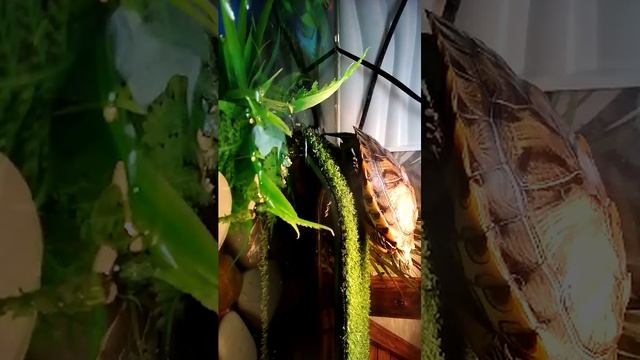🐢🐢🐢
