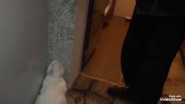 КОТИК ИГРАЕТ И КУСАЕТСЯ