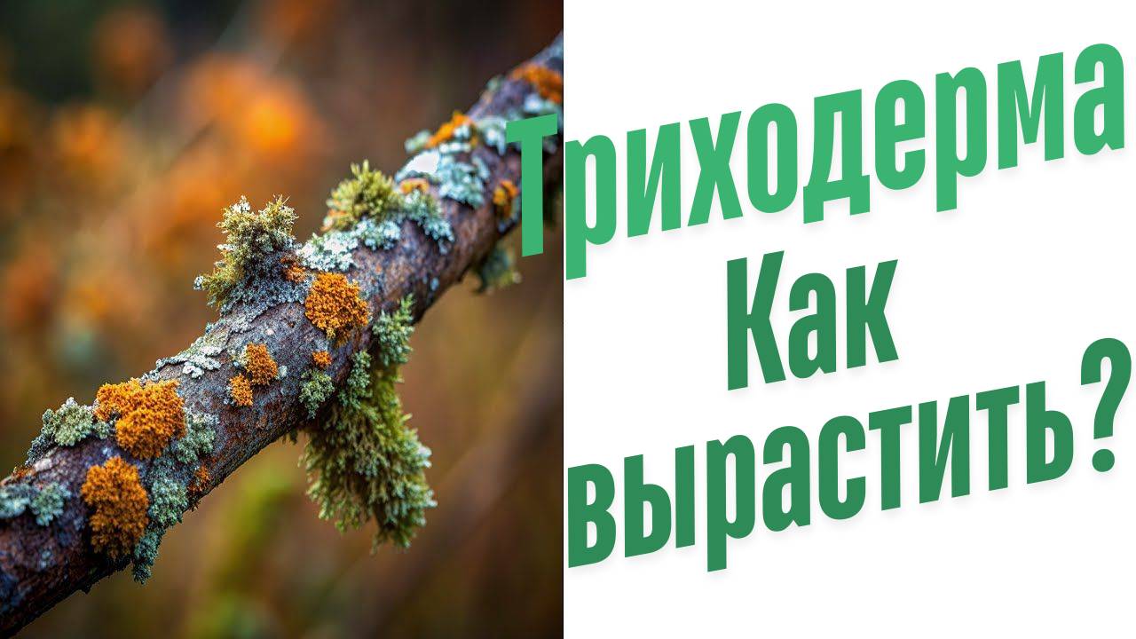 Как вырастить триходерму?
