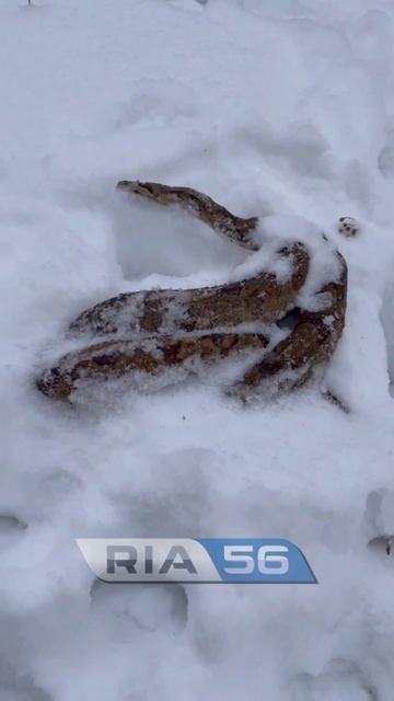 Оренбурге нашли мертвого тигрового питона в лесополосе на улице Пролетарской 🐍

Возможно, что пито