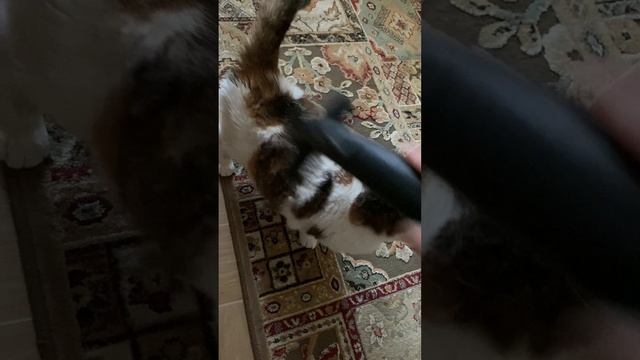 Кому пылесос, а мне пневмомассаж