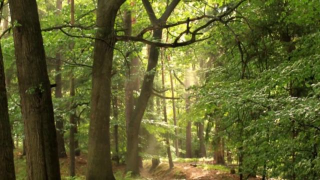 Woods and valleys of Bohemian Switzerland(720p_H.264-AAC)