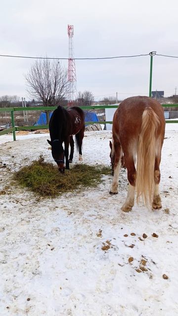 Наступило перемирие Каспер и Аквилон. #horse, #каспер, #аквилон, #ксккаспер, #kskcasper