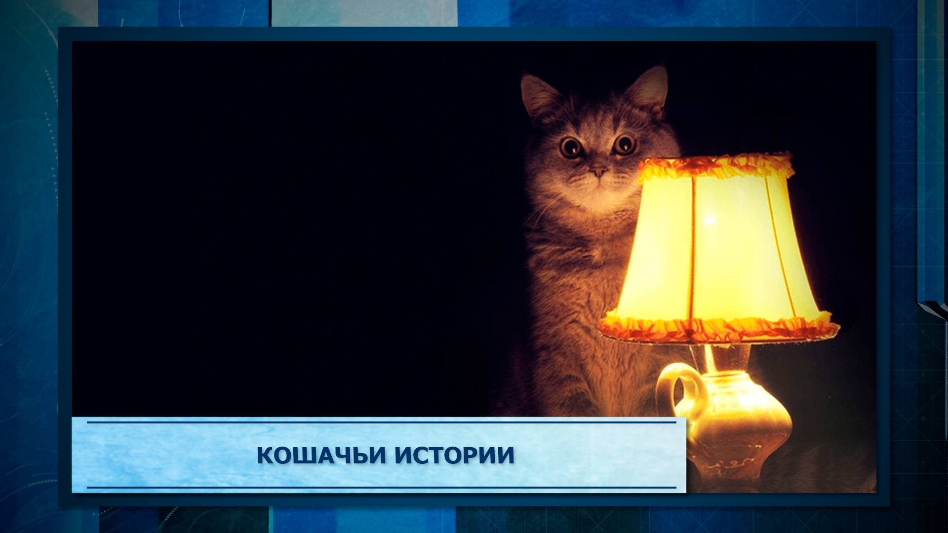 Кошачьи истории