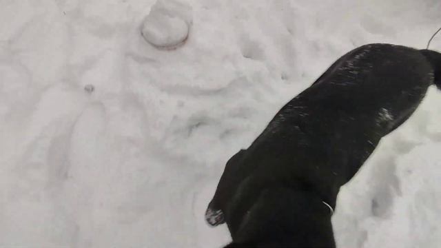 Лабрадор Гизма, две недели до родов/ 🐶. Labrador Gizma, two weeks before delivery.