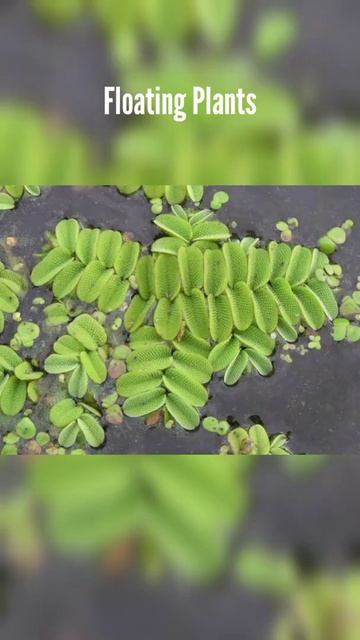 5 Top Aquarium Plants Thats Can Grow Without Soil! #shorts #plants #aquarium