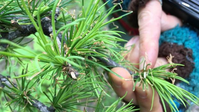 The Larch Casebeaer