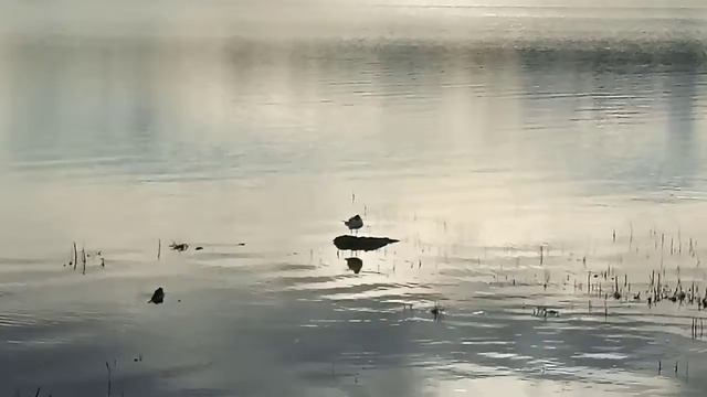 Колыбельная Львицы