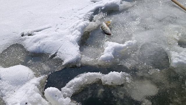 Херабуна в лунке.Легко!