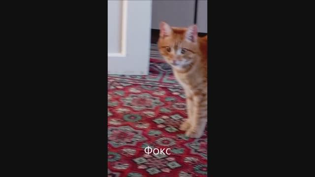 Кот. Фокс