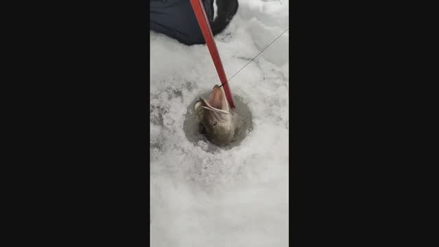 кия февраль 2025