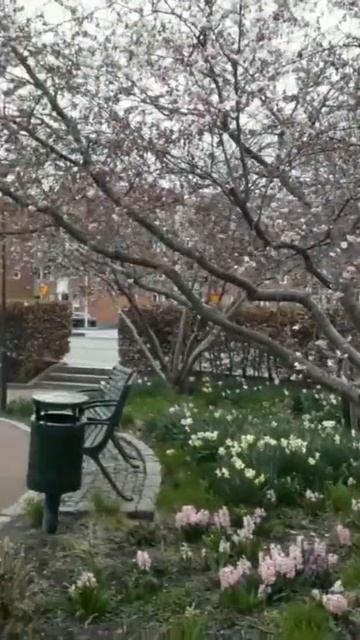 Сакура в Швеции. Красотища возле моего дома. Sakura in Sweden